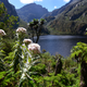 And an everlasting flower, along the Kilembe Trail in Rwenzori National Park.